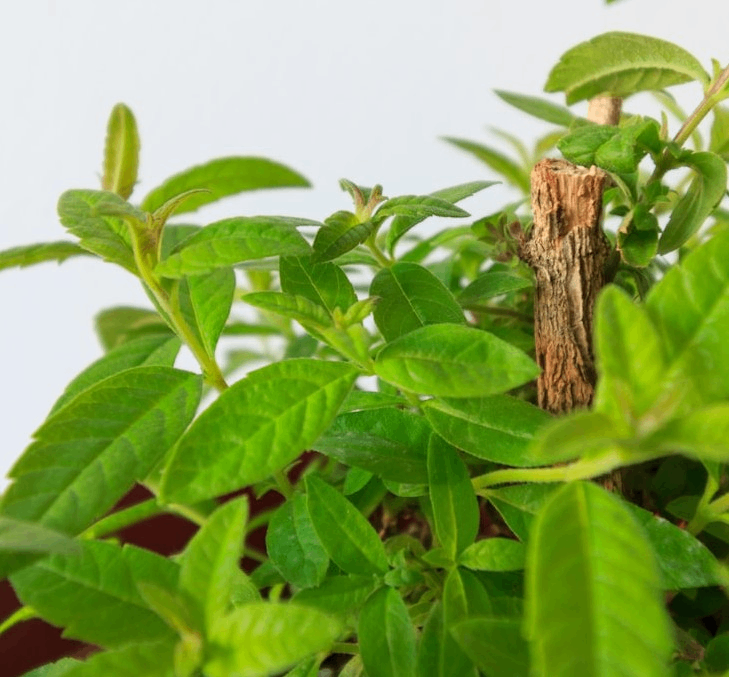 Your ideal space for herbal healing and wellness