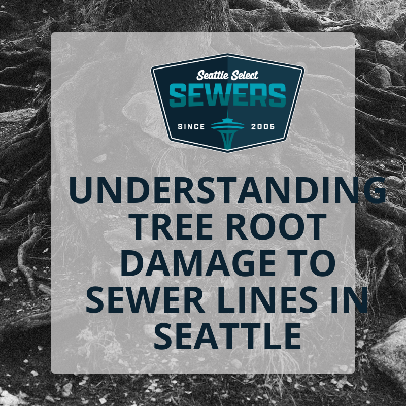 Understanding Tree Root Damage to Sewer Lines in Seattle