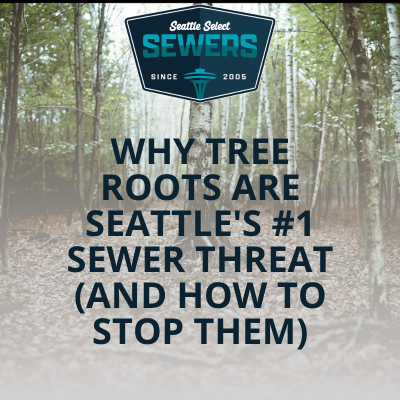Why Tree Roots Are Seattle's #1 Sewer Threat (And How to Stop Them)