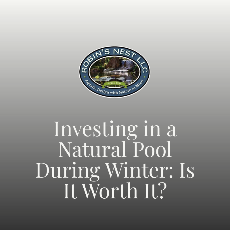 Investing in a Natural Pool During Winter: Is It Worth It?