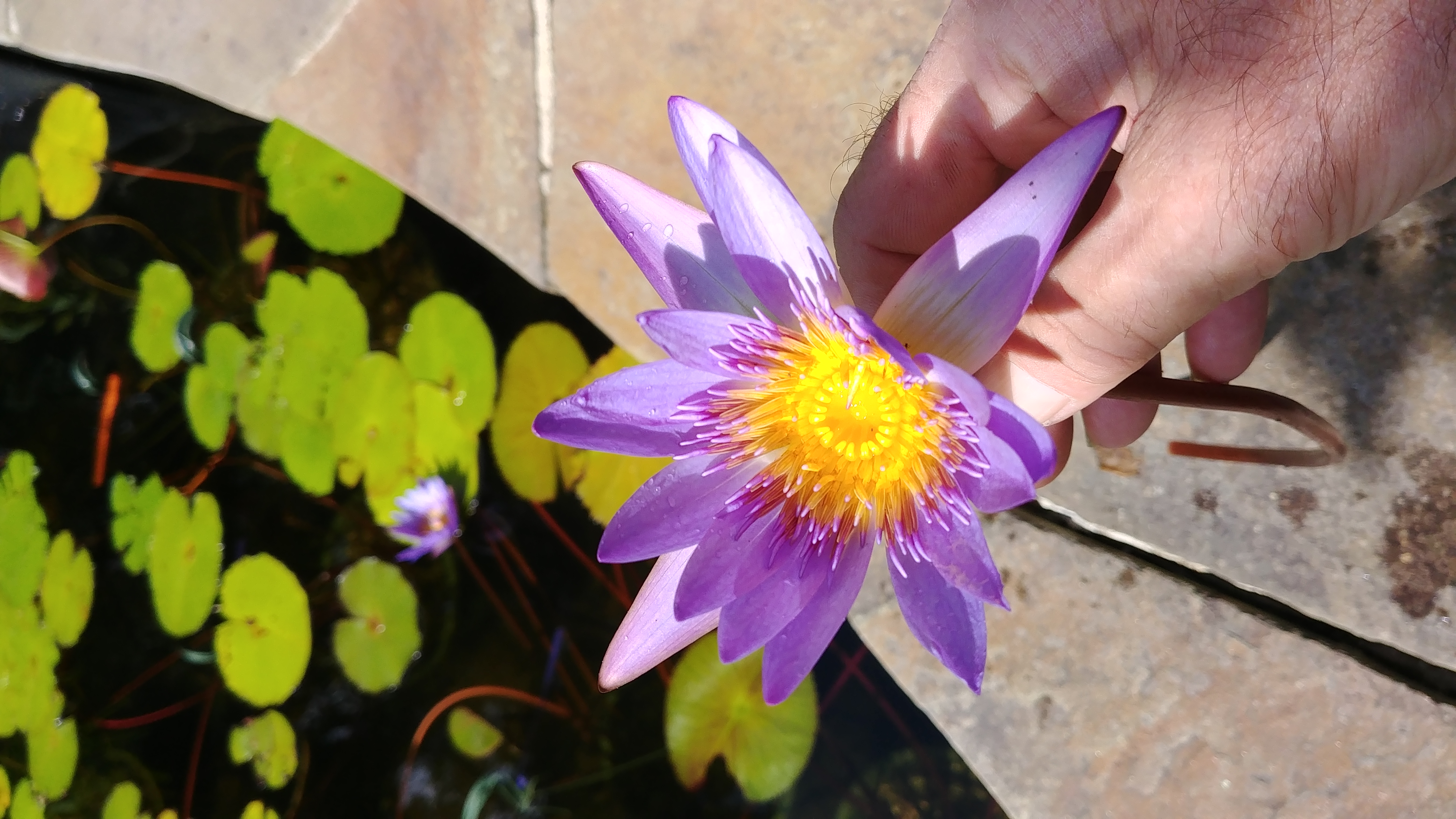 Expert solutions for restoring your natural swimming pool to its best state