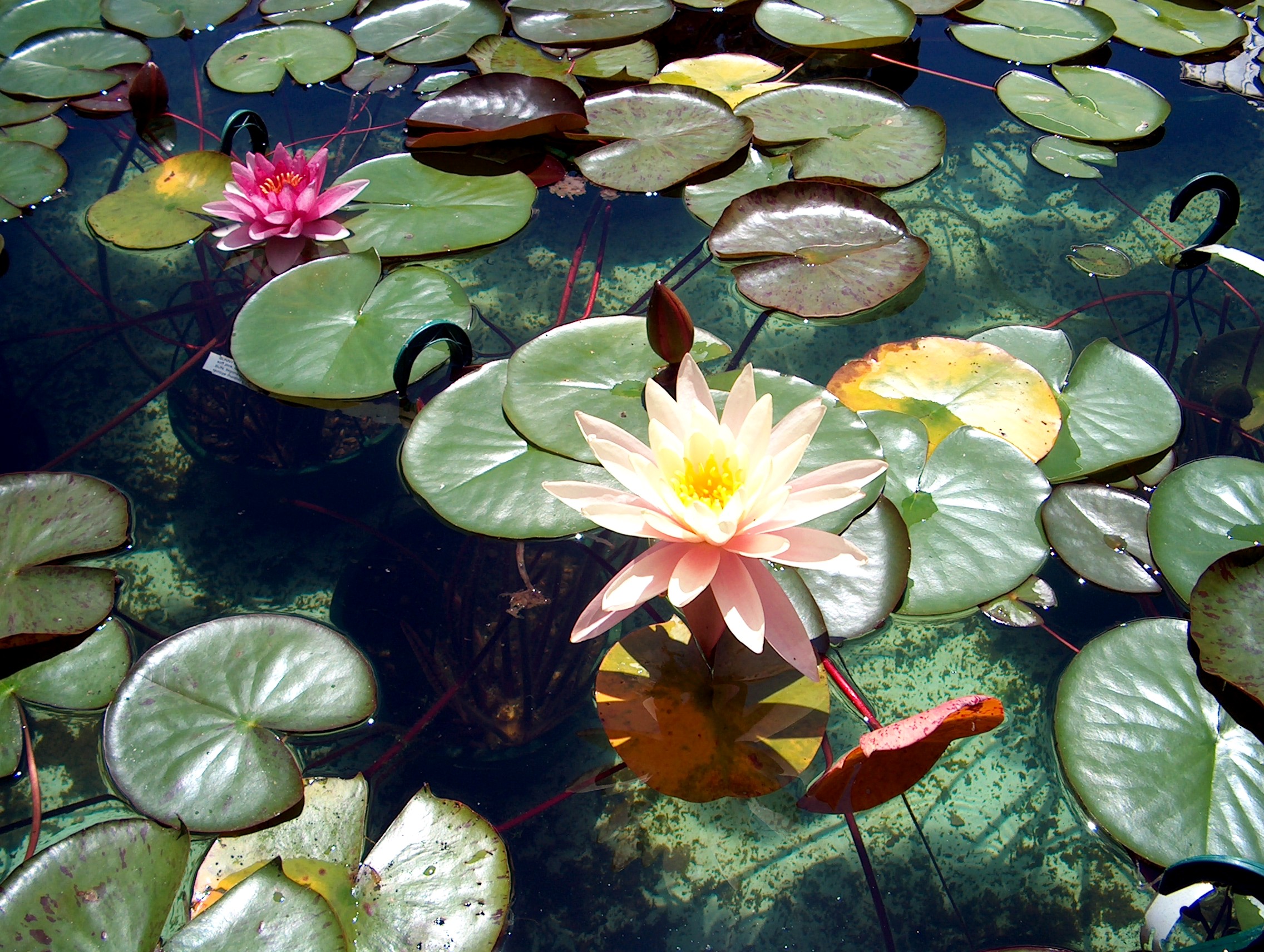 Prepare Your Natural Pool for the Seasonal Change