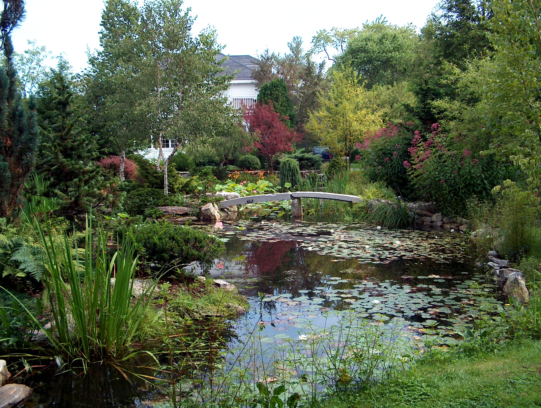 Guidance for Your Dream Natural Swimming Pool