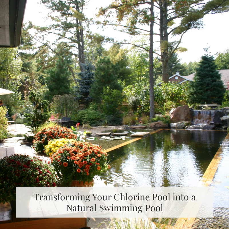 Transforming Your Chlorine Pool into a Natural Swimming Pool