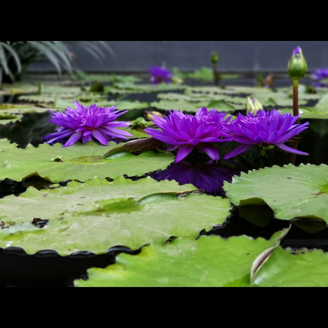 Experience the Difference of Natural Pools