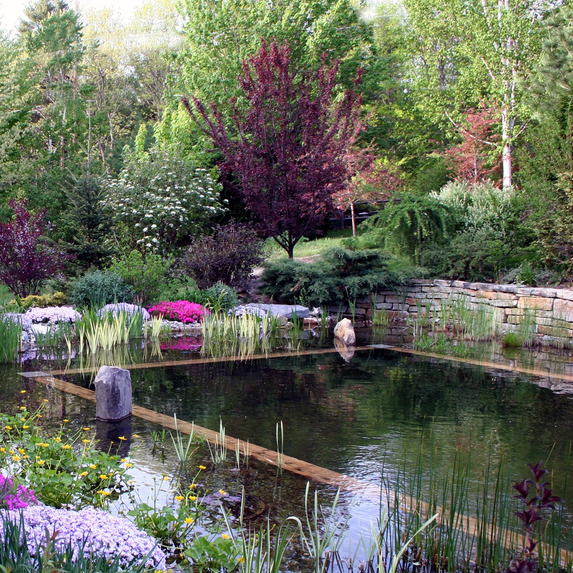 Understanding Natural Swimming Pools: A Sustainable Splash