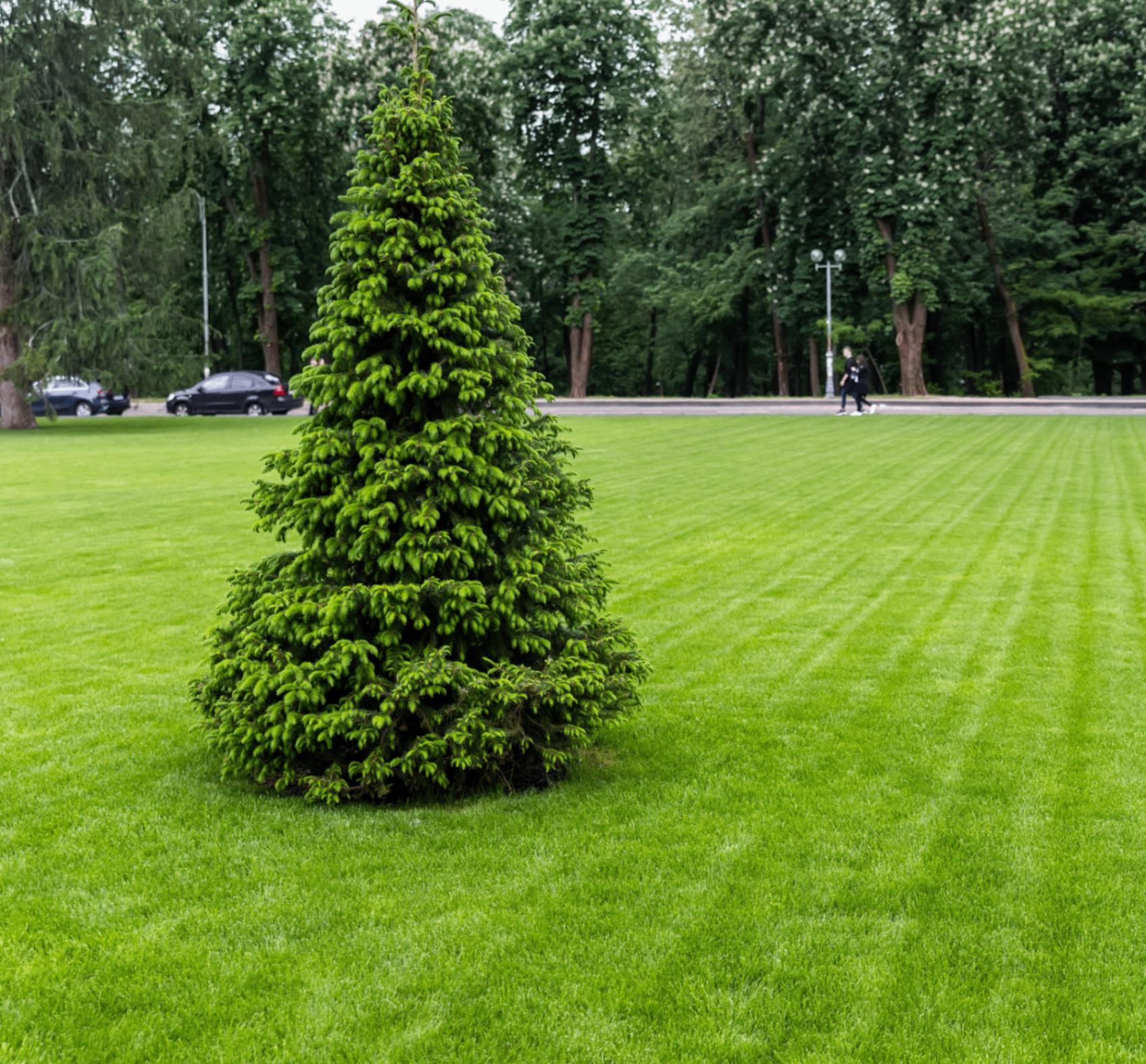<p><span style="font-size: 15px;">Greener Landscapes, Healthier Planet</span></p>
