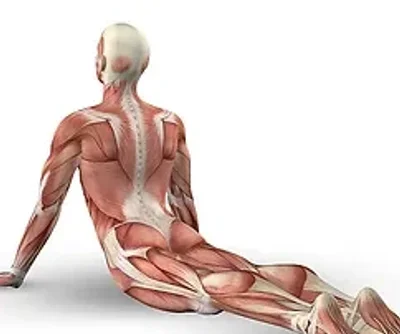 <p class="font_8 wixui-rich-text__text"><span class="wixui-rich-text__text">Body Anatomy</span></p>
<p class="font_8 wixui-rich-text__text"><span class="wixui-rich-text__text">Yoga Anatomy</span></p>