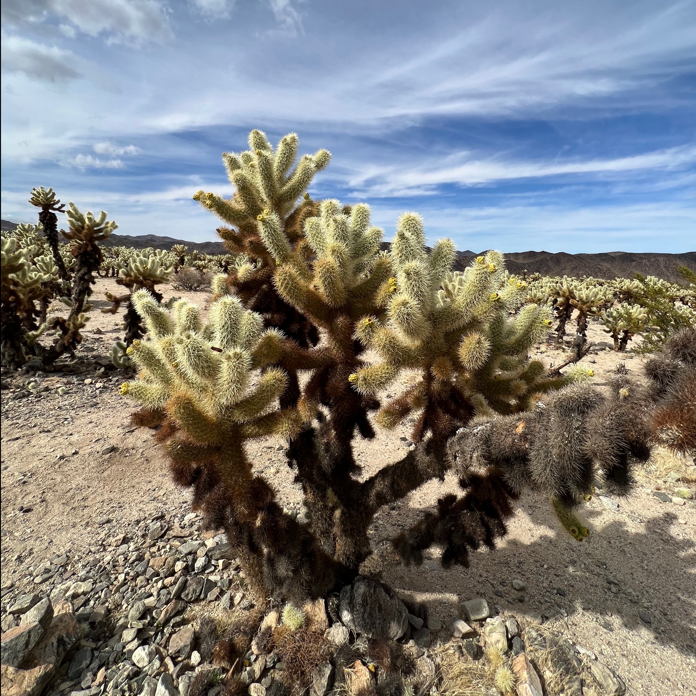 Summer Heat - How to Thrive and Adapt