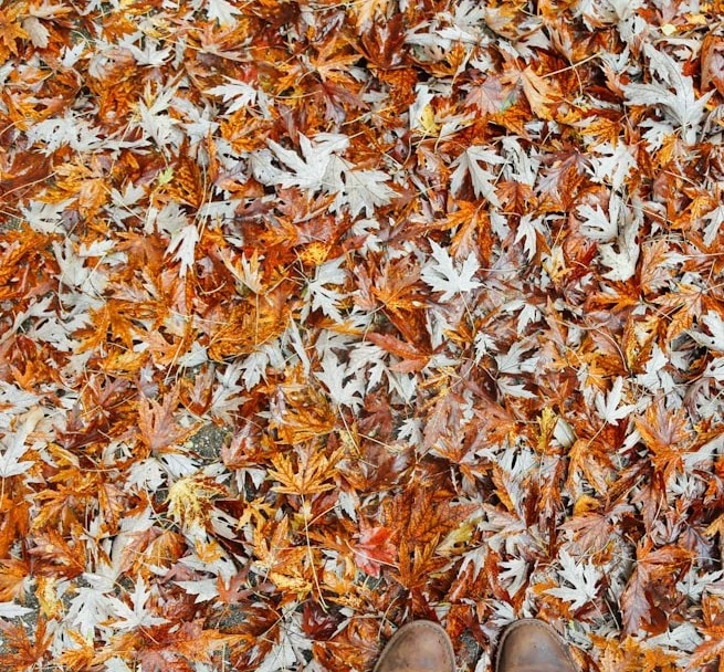 Safeguard your landscape with efficient leaf cleanup