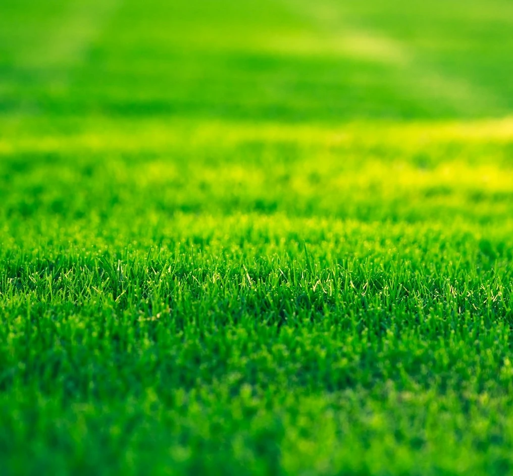 Enhance the density and health of your grass