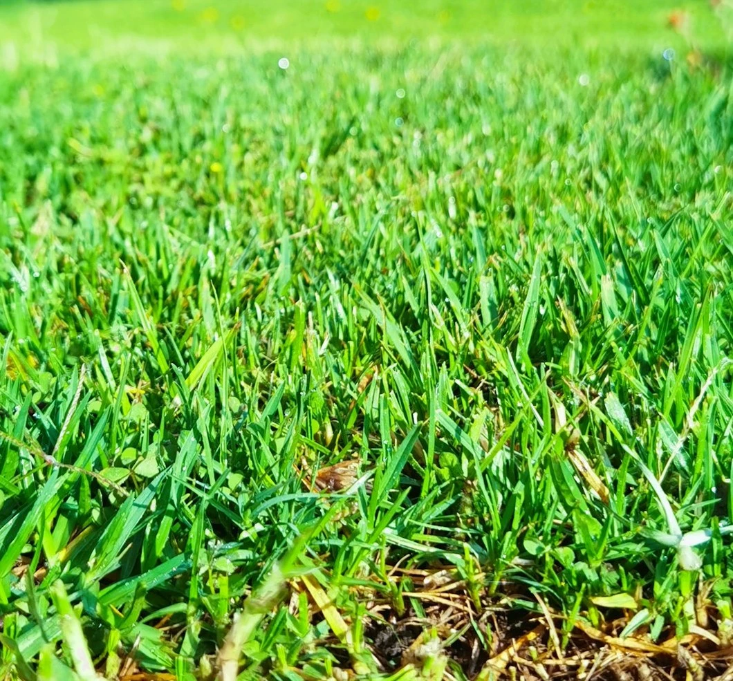 Revitalize your lawn through expert soil aeration