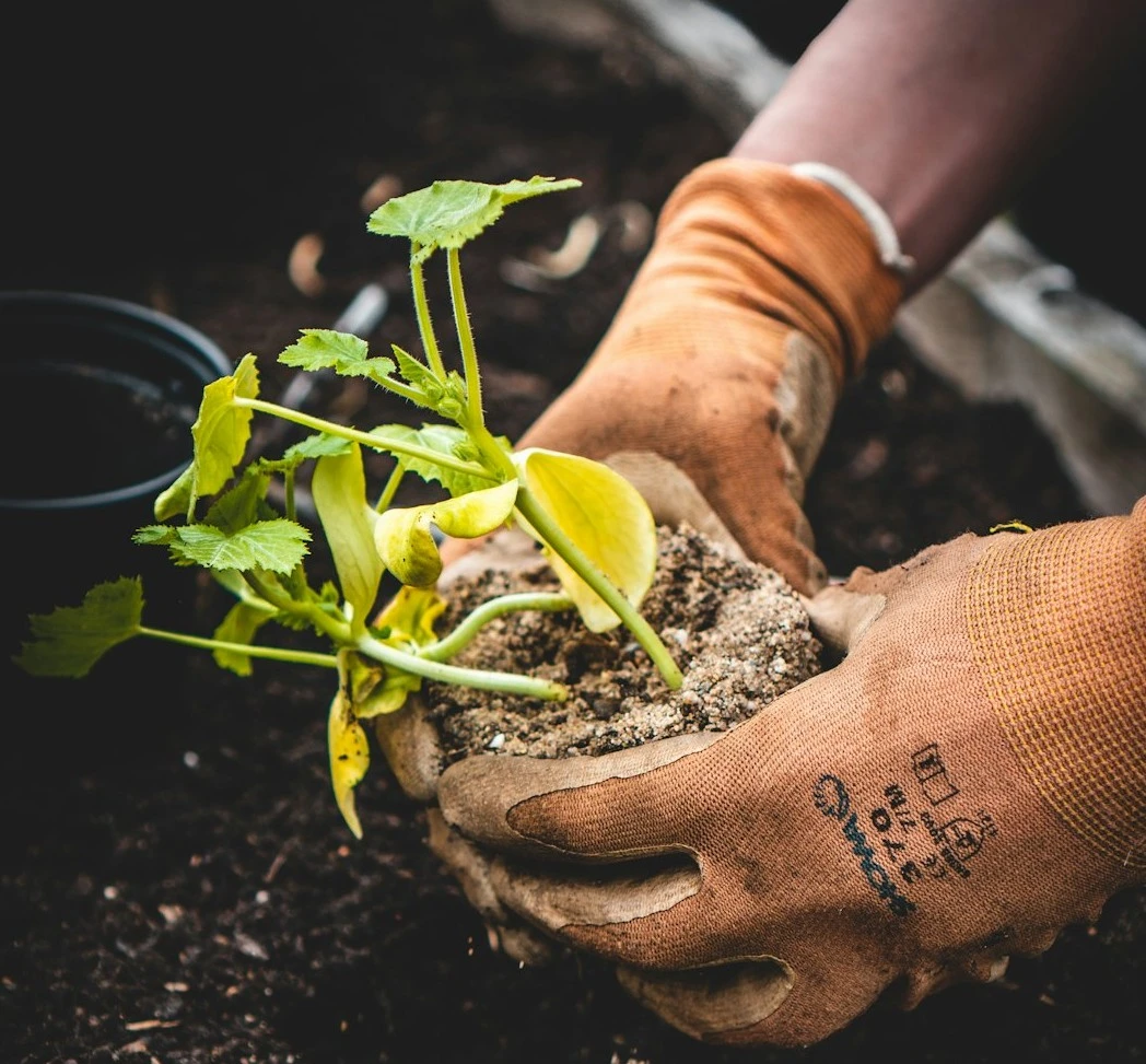 Creating vibrant and healthy outdoor spaces