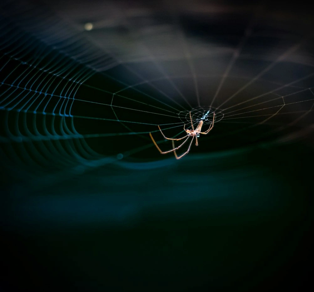 Protect Your Home from Unwanted Spiders