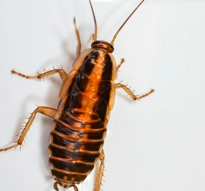 <p>Let us get rid of that infestation for you.</p>