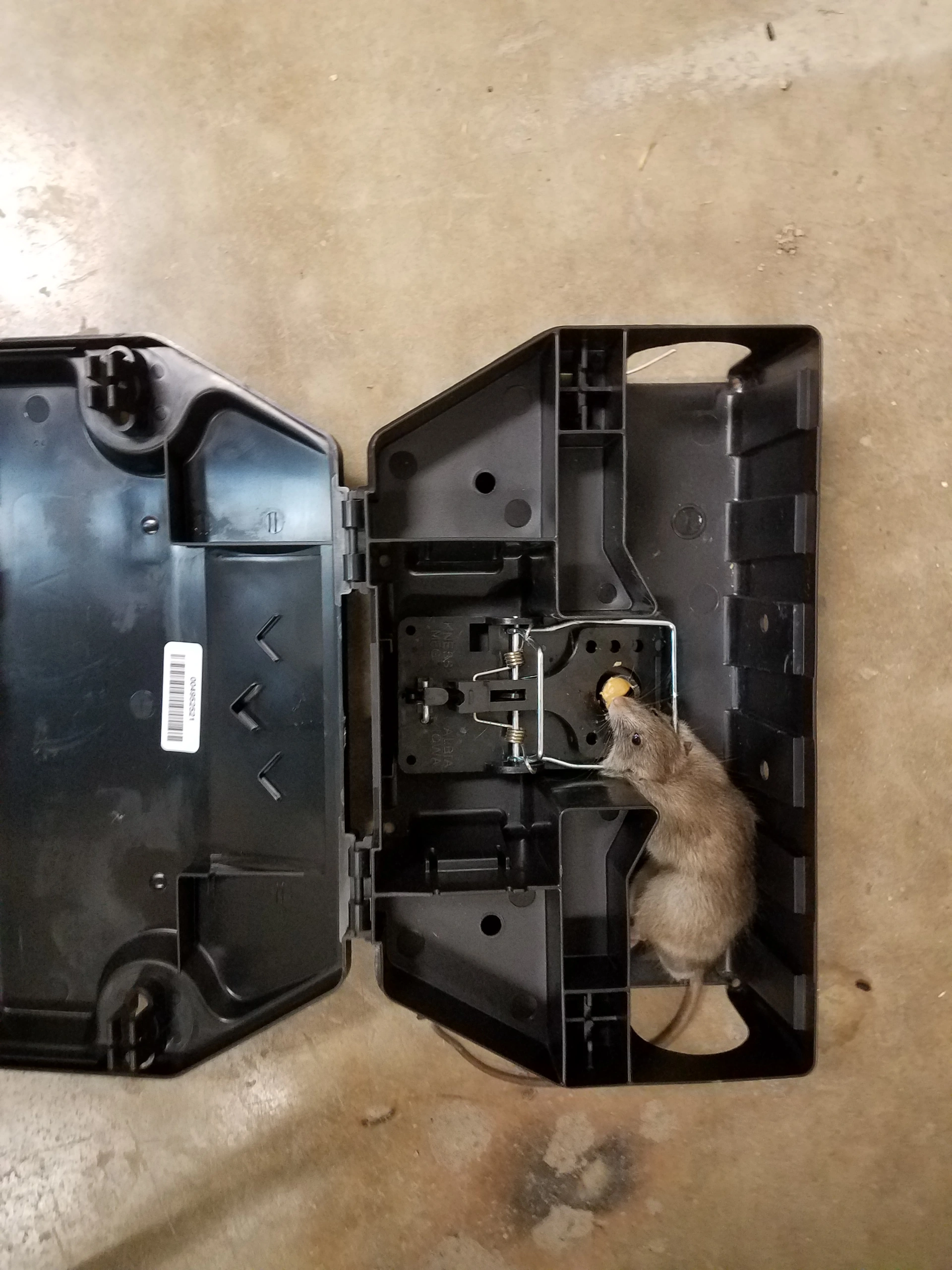 Swift and Reliable Pest Solutions in Houston, TX