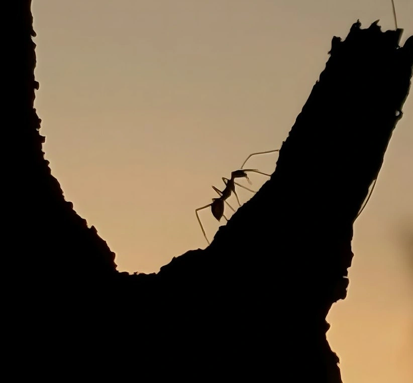 Protect Your Home from Ants