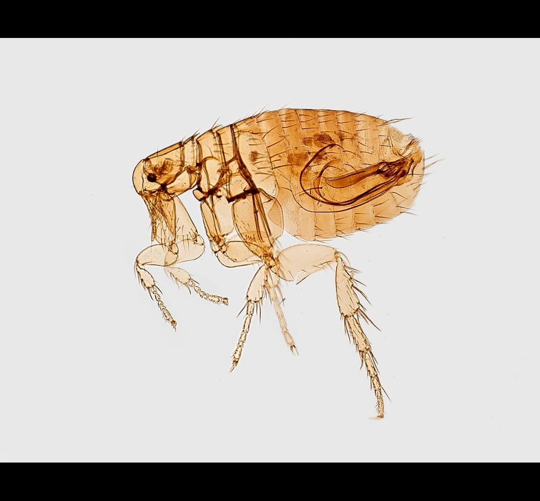 <p>Protect Your Home from Fleas &amp; Ticks</p>