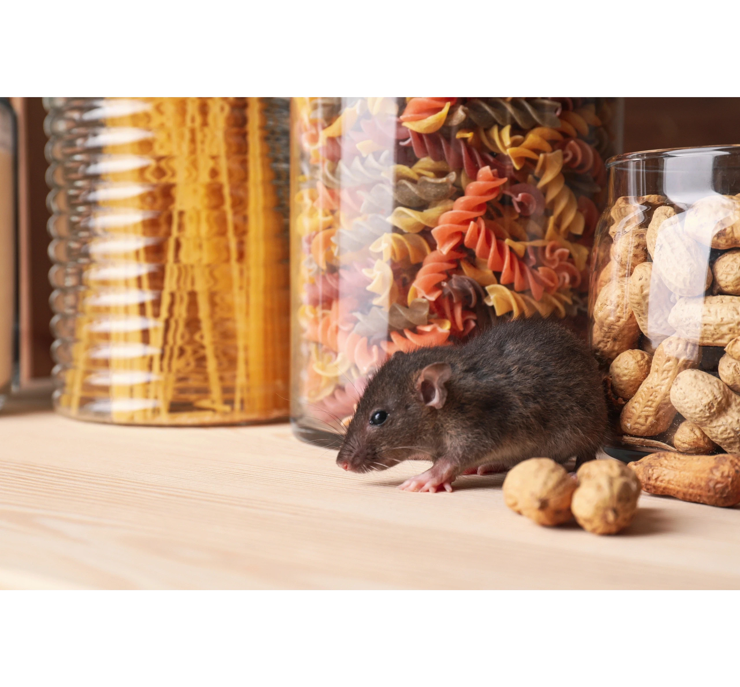 Reliable pest control tailored to your needs