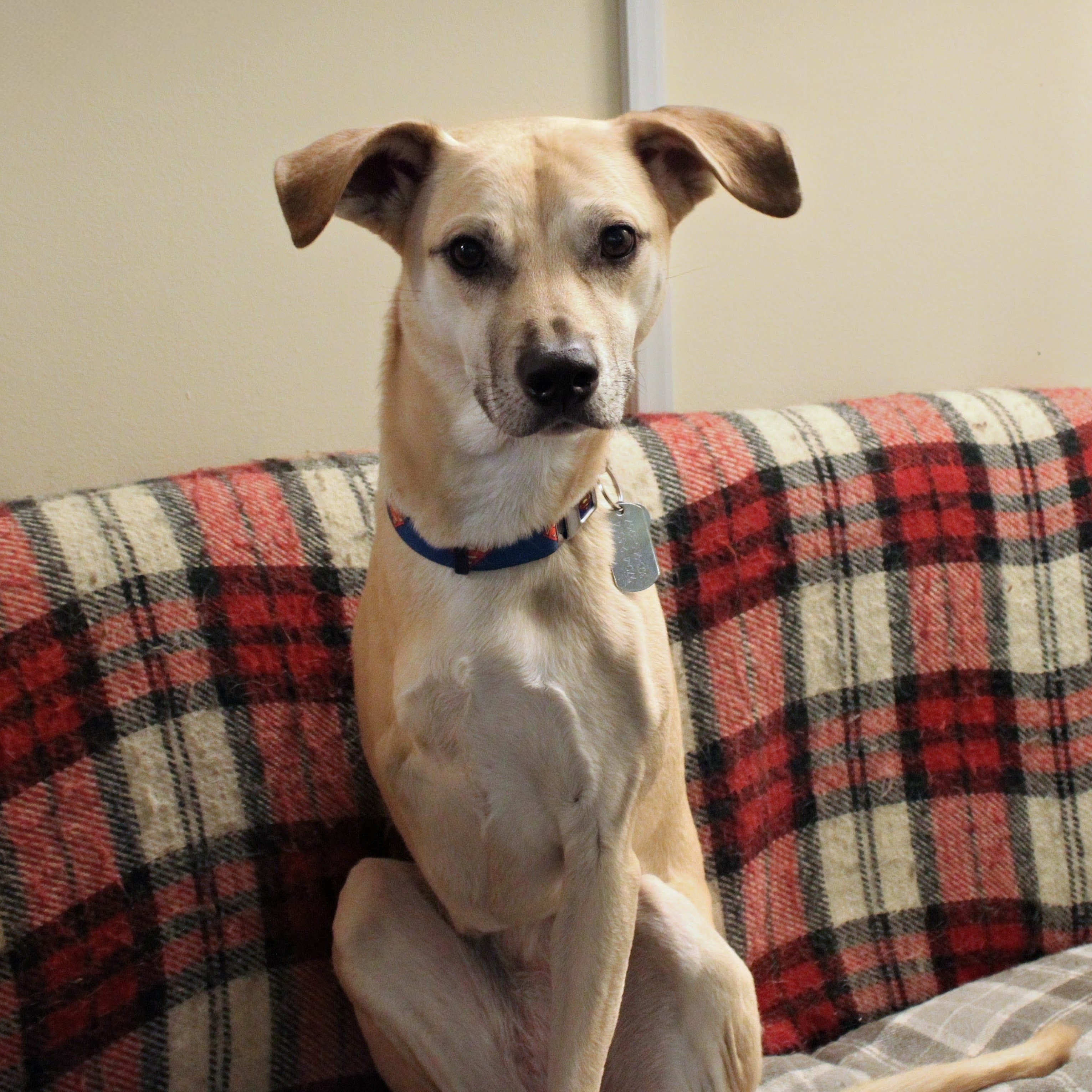 <p class="cvGsUA direction-ltr align-start para-style-body">Bucky</p>