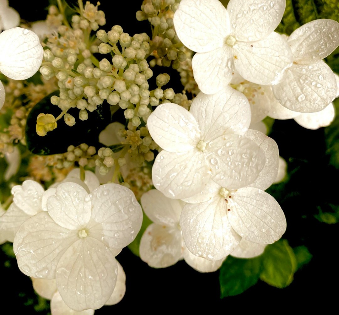yoga flowers green